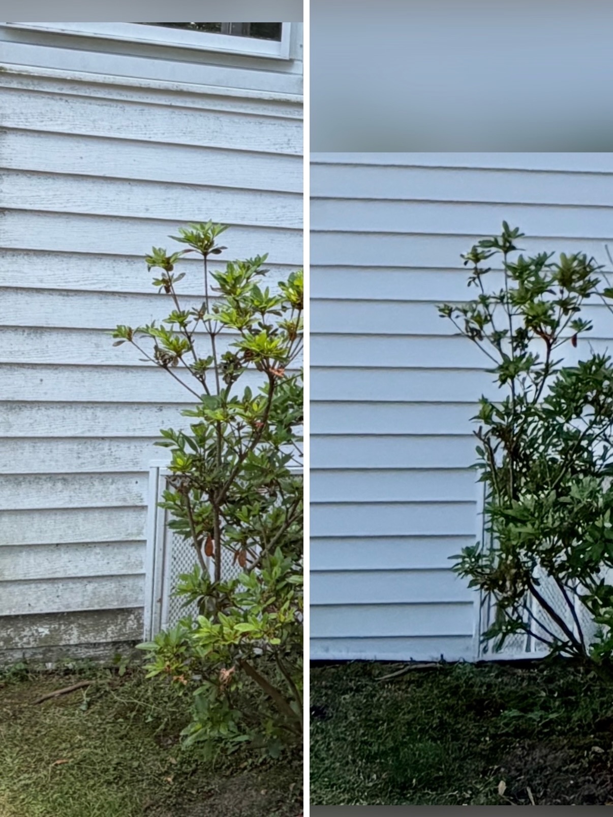 Soft washing before and after comparison showing cleaned exterior surface